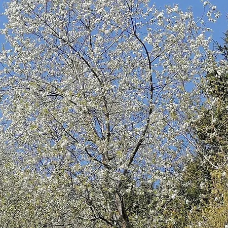 Riedbach In Mutters By Interhome Apartmán *