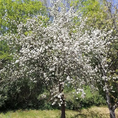 Apartmán Riedbach In Mutters By Interhome Innsbruck