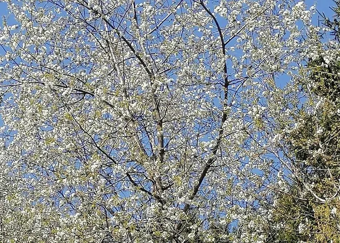 Riedbach In Mutters By Interhome Apartamento *